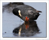 Meerkoet - Fulica atra - Coot