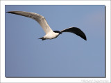 Lachstern - Gelochelidon nilotica - Gull-billed Tern