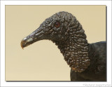 Zwarte Gier    -    Black Vulture