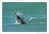 Grijze Dolfijn - Sotalia guianensis - Guiana Dolphin