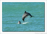 Grijze Dolfijn    -     Guiana Dolphin