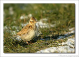 Boomleeuwerik - Lullula arborea - Wood Lark