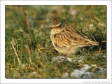 Boomleeuwerik - Lullula arborea - Wood Lark