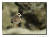 Amerikaanse Bontbekplevier - Semipalmated Plover