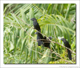 Gladsnavelani - Crotophaga ani - Smooth-billed Ani