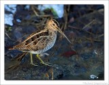 Watersnip - Gallinago gallinago - Snipe