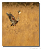 Purperreiger - Ardea purpurea - Purple Heron