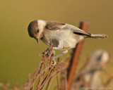 Rouwmees - Parus lugubris - Somber Tit