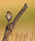 Rouwmees - Parus lugubris - Somber Tit