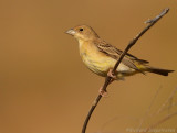 Zwartkopgors - Emberiza melanocephala - Black-Headed Bunting