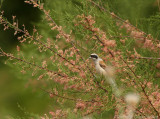 Buidelmees - Remiz pendulinus - Penduline Tit