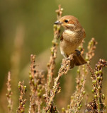 Grauwe Klauwier - Lanius collurio - Red-backed Shrike