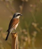 Grauwe Klauwier - Lanius collurio - Red-backed Shrike