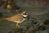 Kleine Plevier - Charadrius dubius - Little Ringed Plover