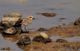 Strandplevier - Charadrius alexandrinus - Kentish Plover