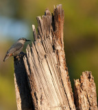 Turkse Boomklever - Sitta krueperi - Krupers Nuthatch