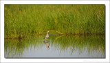 Kemphaan  - Philomachus pugnax - Ruff