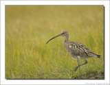 Wulp - Numenius arquata- Curlew