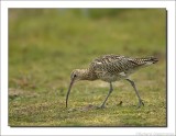 Wulp - Numenius arquata- Curlew