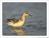 Rosse Franjepoot - Phalaropus fulicarius - Grey Phalarope