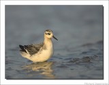 Rosse Franjepoot - Phalaropus fulicarius - Grey Phalarope