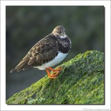 Steenloper - Arenaria interpres - Turnstone