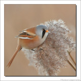 Baardman - Panurus biarmicus - Bearded Tit