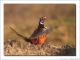 Fazant  - Phasianus colchicus - Pheasant