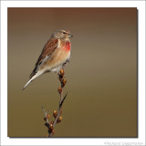 Kneu - Carduelis cannabina - Linnet