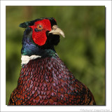 Fazant  - Phasianus colchicus - Pheasant