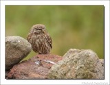 Steenuil - Athene noctua - Little Owl