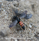 Gewone Wegwesp Bussummerheide 16 april 2008