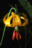 tiger lily,British Columbia wildflower