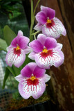 Conservatory of Flowers,Golden Gate Park, San Francisco