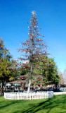 Charlie Brown's recession holiday tree in Concord,CA