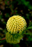 arboretum's beauty