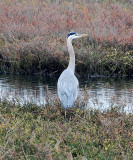 Bolsa Chica Wetlands