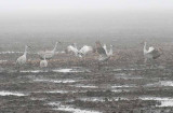 Foggy Delta Dancers