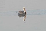 Bolsa Chica Wetlands