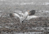 Foggy Delta Dancers