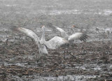 Foggy Delta Dancers