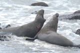 Elephant Seals of Piedras Blanca