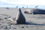 Elephant Seals of Piedras Blanca