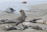 Elephant Seals of Piedras Blanca