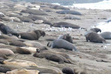 Elephant Seals of Piedras Blanca