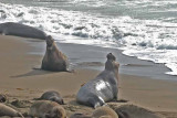 Elephant Seals of Piedras Blanca