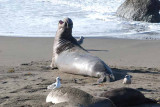 Elephant Seals of Piedras Blanca