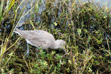 Bolsa Chica Wetlands