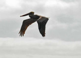 The Brown Pelican