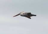 The Brown Pelican